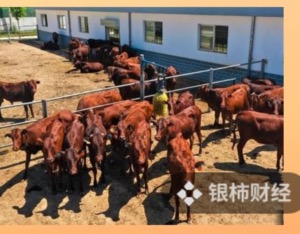 “平凉红牛”认养项目调查：“无风险投资”实为高风险的无担保借款