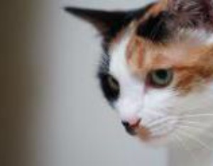 “它经济”持续升温，国产品牌发力“618”