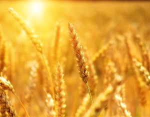 农业农村部部长韩俊：我国做到了“口粮绝对安全”