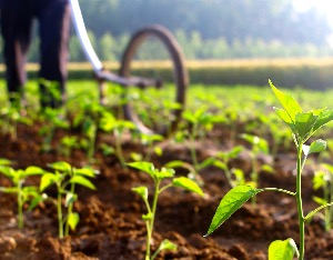 巴西农业部长：巴西不会屈服于美国贸易打压
