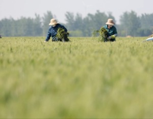 农业农村部登记特色农作物新品种1048个，撤销“仿种子”226个