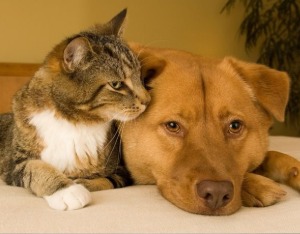 猫狗双全“梦想”受阻，依依股份与高爷家“谈崩”