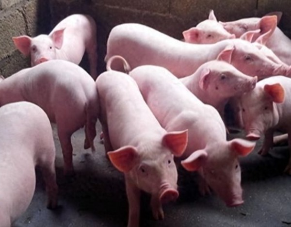 养殖黑天鹅！多地出现口蹄疫疫情，畜牧养殖ETF直线拉升，中牧股份涨停