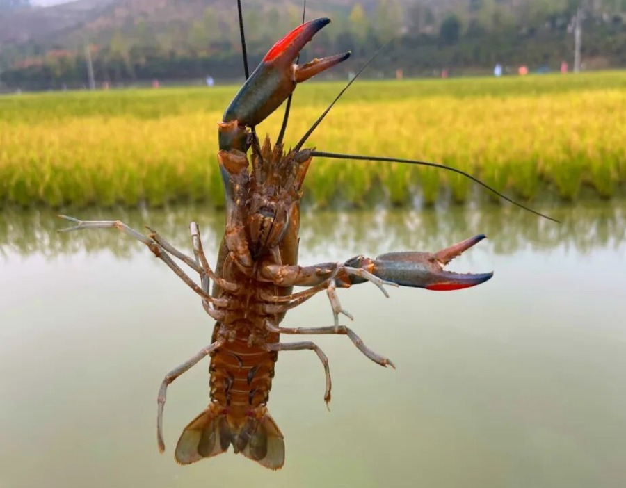杭州多地稻虾共养蓝龙虾迎丰收